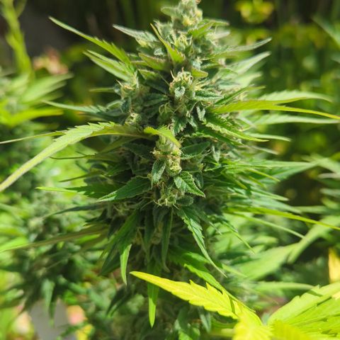 Green Gelato Automatic growlog timeline photo