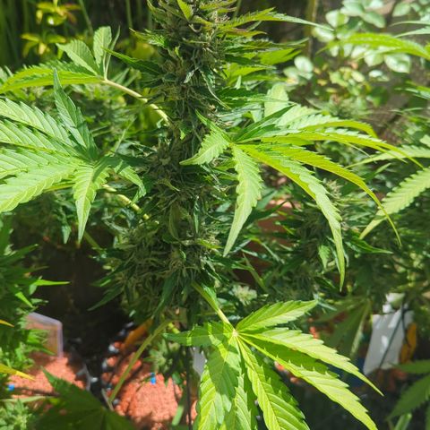 Royal Gorilla Automatic growlog timeline photo