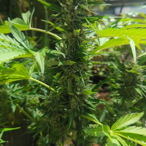 Royal Gorilla Automatic growlog timeline photo