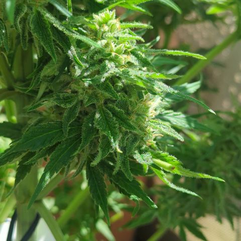 Amnesia Haze Automatic growlog timeline photo