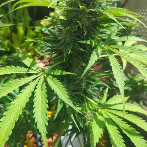 Amnesia Haze Automatic growlog timeline photo