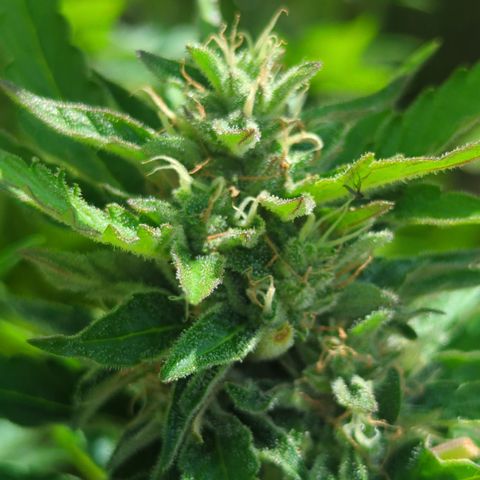 Royal Gorilla Automatic growlog timeline photo