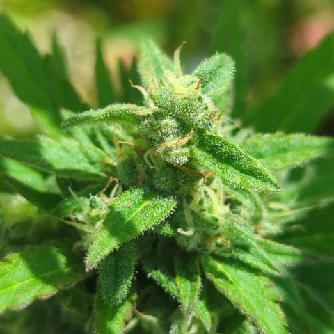 Green Gelato Automatic growlog timeline photo