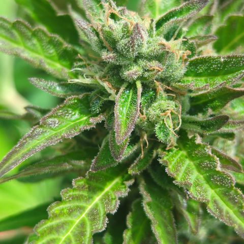 Royal Gorilla Automatic growlog timeline photo