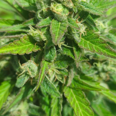 Green Gelato Automatic growlog timeline photo