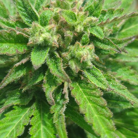 Amnesia Haze Automatic growlog timeline photo