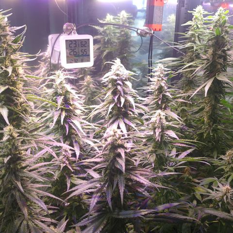 Sweet ZZ growlog timeline photo