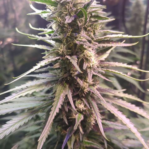 Sweet ZZ growlog timeline photo