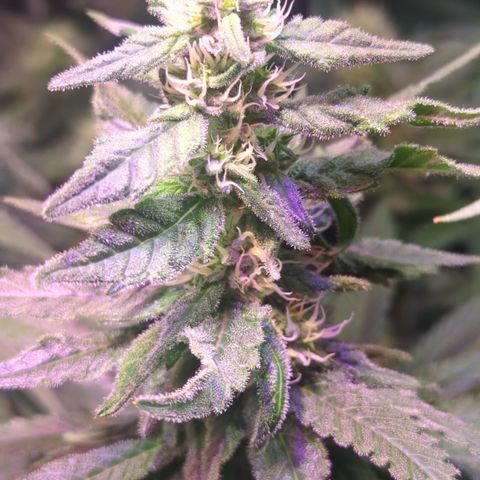 Sweet ZZ growlog timeline photo