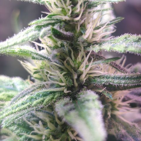 Sweet ZZ growlog timeline photo