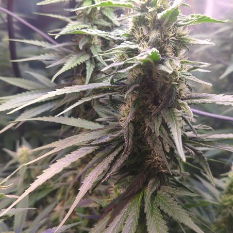 Sweet ZZ growlog timeline photo