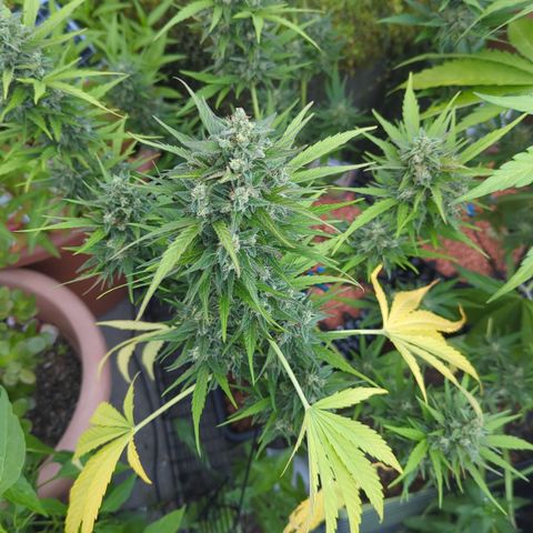 Green Gelato Automatic growlog timeline photo