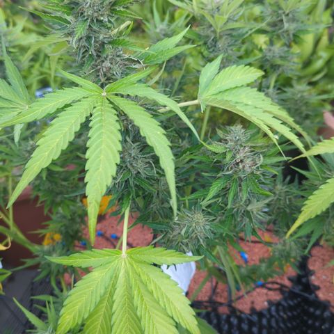 Royal Gorilla Automatic growlog timeline photo