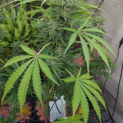Amnesia Haze Automatic growlog timeline photo