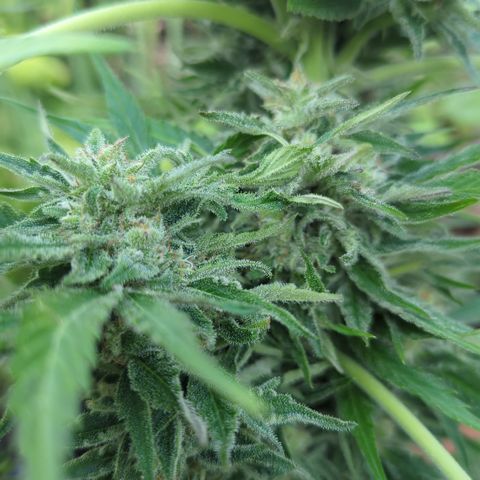 Amnesia Haze Automatic growlog timeline photo