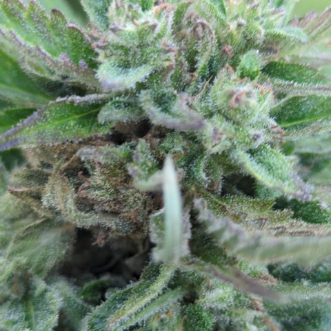 Amnesia Haze Automatic growlog timeline photo