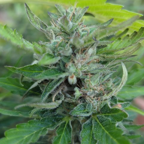 Royal Gorilla Automatic growlog timeline photo