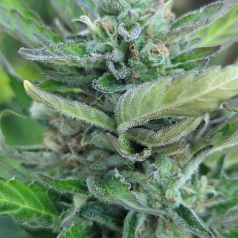 Royal Gorilla Automatic growlog timeline photo
