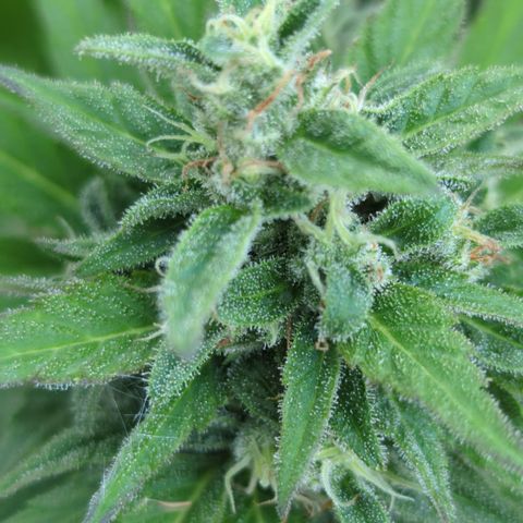 Green Gelato Automatic growlog timeline photo