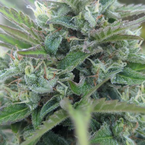 Green Gelato Automatic growlog timeline photo