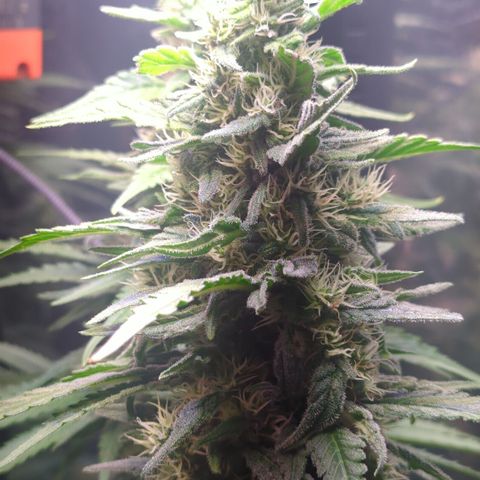 Sweet ZZ growlog timeline photo