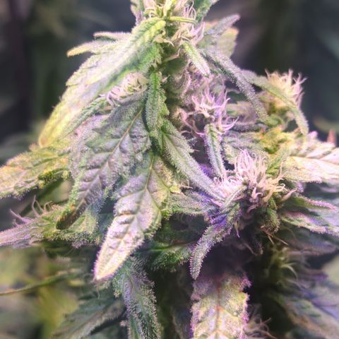 Sweet ZZ growlog timeline photo