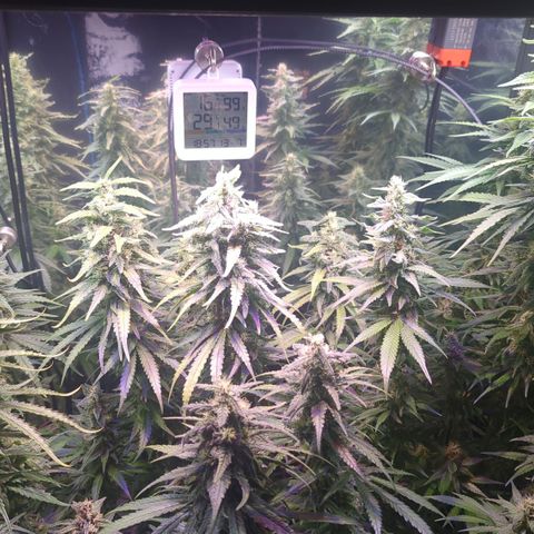 Sweet ZZ growlog timeline photo
