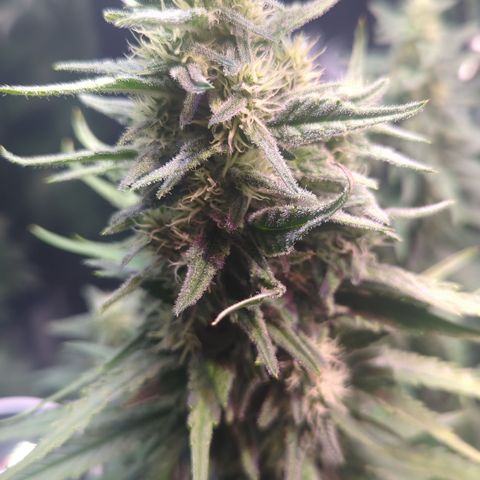 Sweet ZZ growlog timeline photo