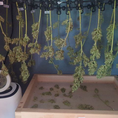 Amnesia Haze Automatic growlog photo: Dank zu hoher Luftfeuchtigkeit in der Blüte - fast 1/3 Verlust bei RG und Amnesia - Fast ohne ist die GG dank ihrer lockeren Blütenständen 