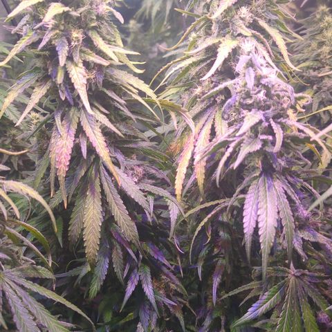 Sweet ZZ growlog timeline photo