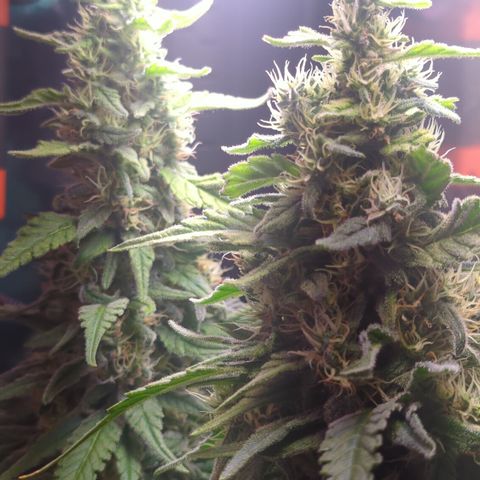 Sweet ZZ growlog timeline photo