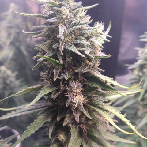 Sweet ZZ growlog timeline photo