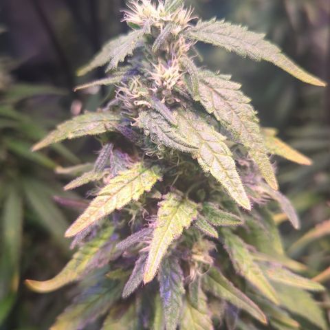 Sweet ZZ growlog timeline photo