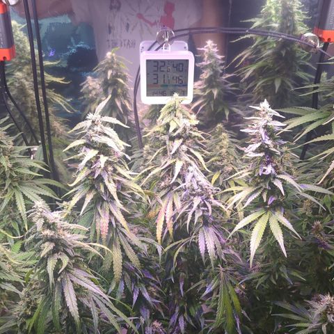 Sweet ZZ growlog timeline photo