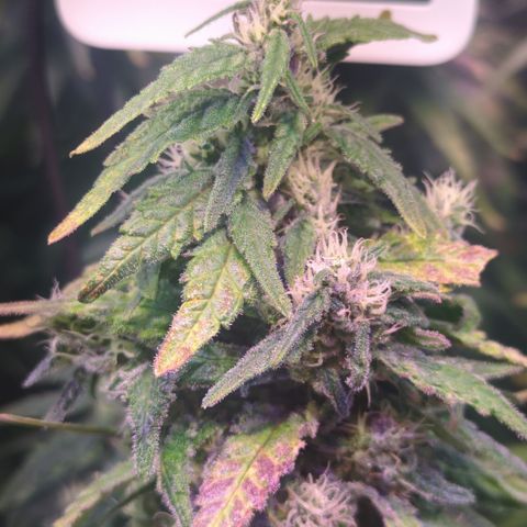 Sweet ZZ growlog timeline photo