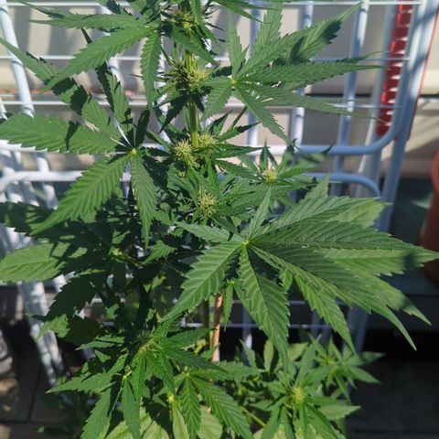 Royal Gorilla Automatic II growlog timeline photo