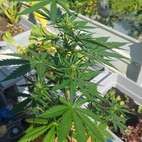 Green Gelato Automatic II growlog timeline photo
