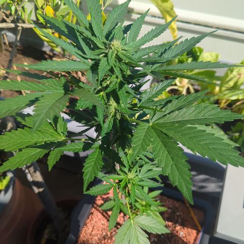 Amnesia Haze Automatic II growlog timeline photo