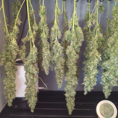 Sweet ZZ growlog timeline photo