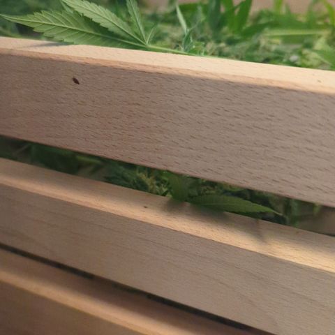 Sweet ZZ growlog timeline photo