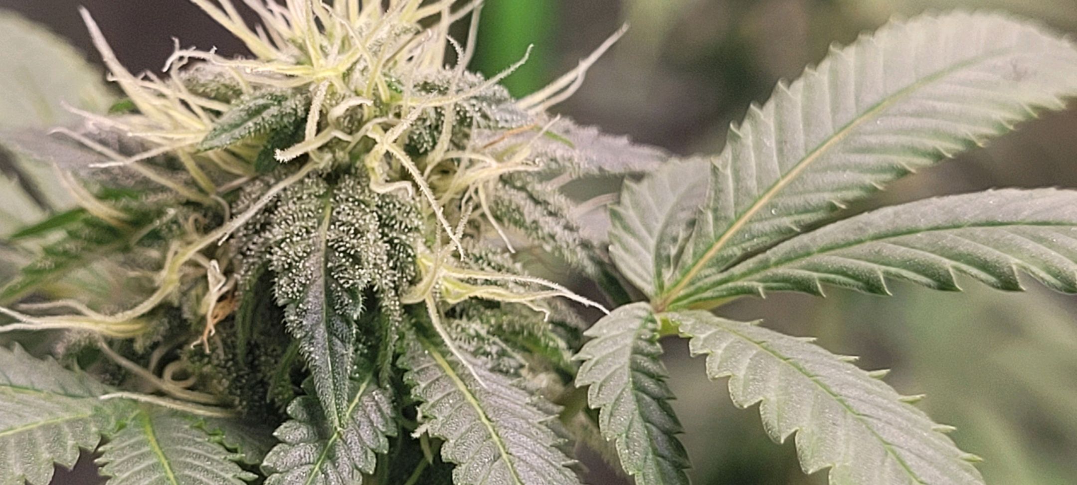 Super Silver Haze growlog header