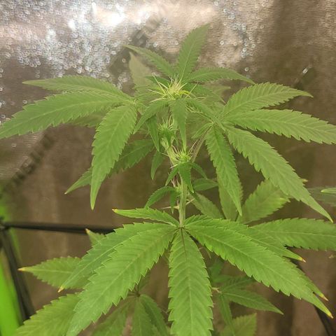Super Silver Haze growlog photo