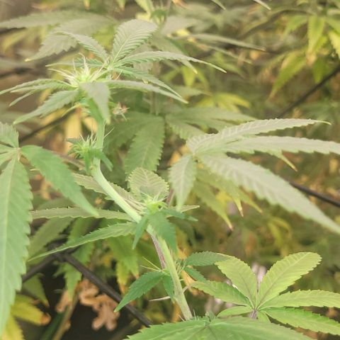 Super Silver Haze growlog photo