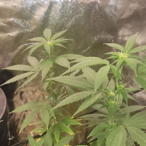 Super Silver Haze growlog photo
