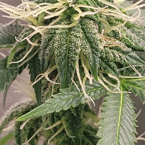 Super Silver Haze growlog timeline photo