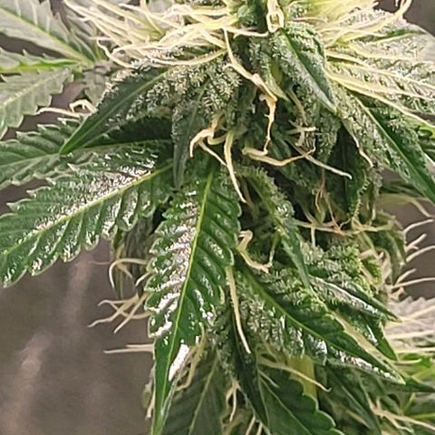 Super Silver Haze growlog timeline photo