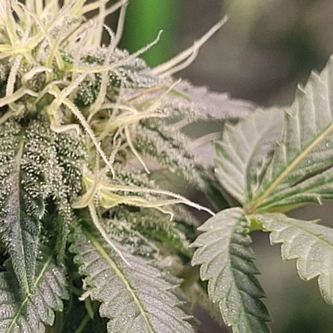 Super Silver Haze growlog photo