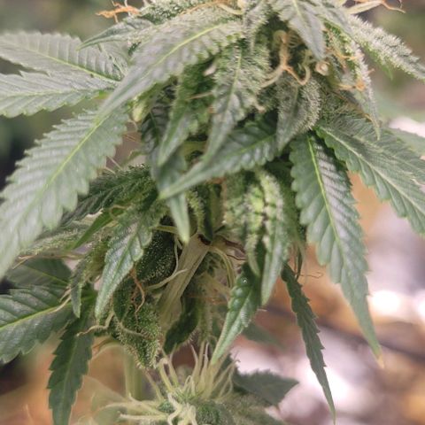Super Silver Haze growlog timeline photo