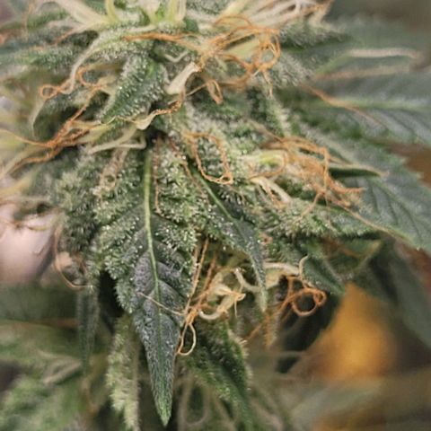 Super Silver Haze growlog timeline photo