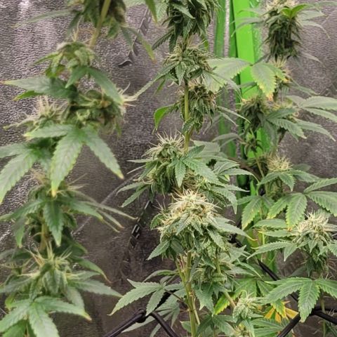 Super Silver Haze growlog timeline photo